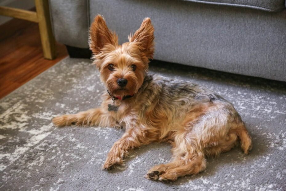 How to Remove Dog Hair from Carpet Without Vacuum